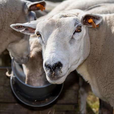 Geetkotmolenhoeve Lochristi Zewnętrze zdjęcie
