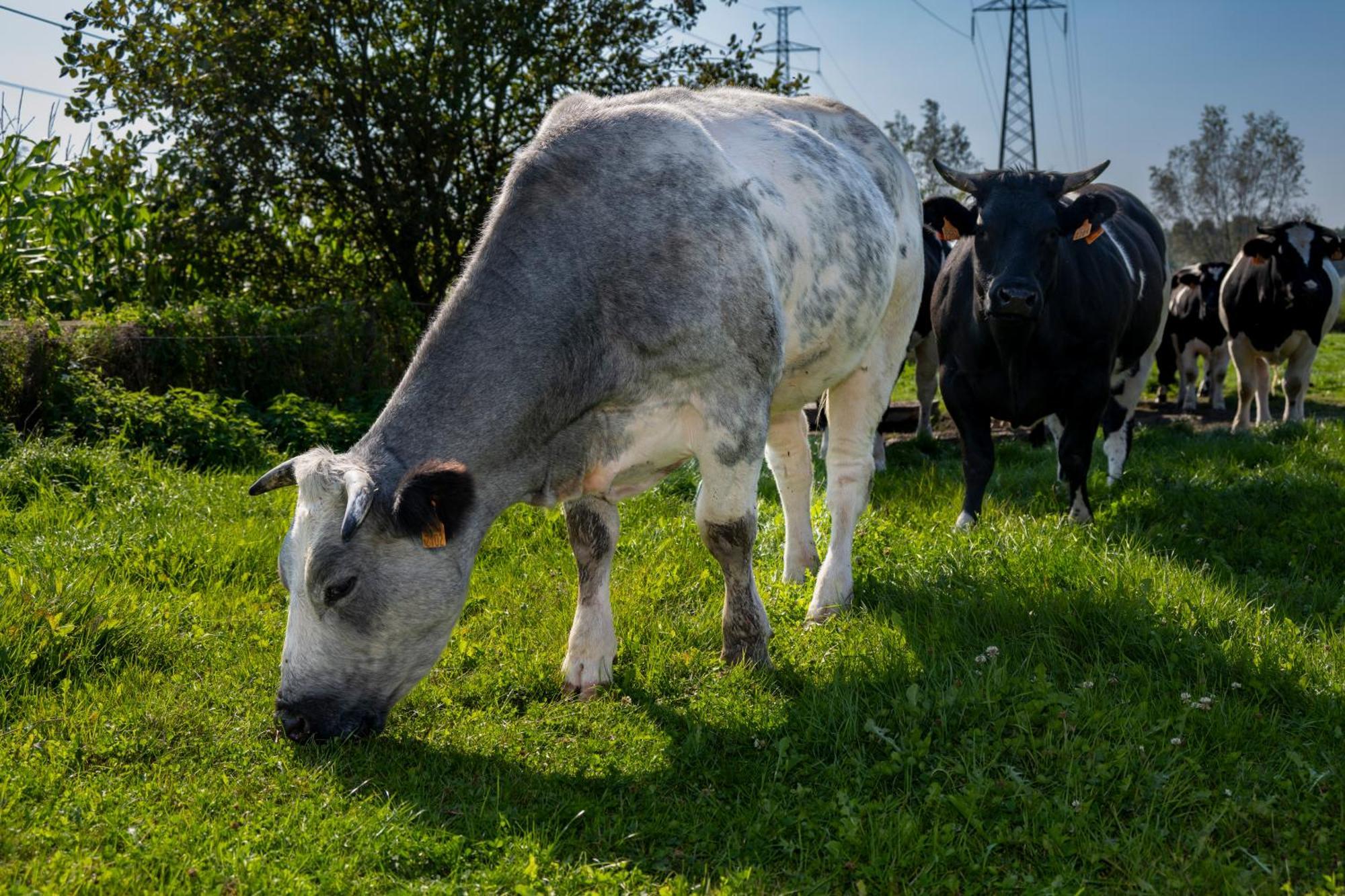 Geetkotmolenhoeve Lochristi Zewnętrze zdjęcie